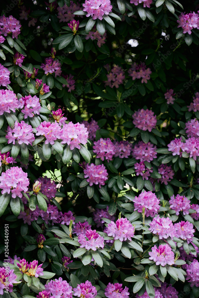 Fototapeta premium Lila Rosa Rhododendron mit vielen Blüten