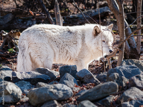 White Wolf Standing Among Forest Rocks | Winter Wildlife Scene