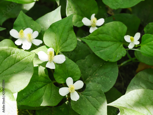 白いドクダミの花