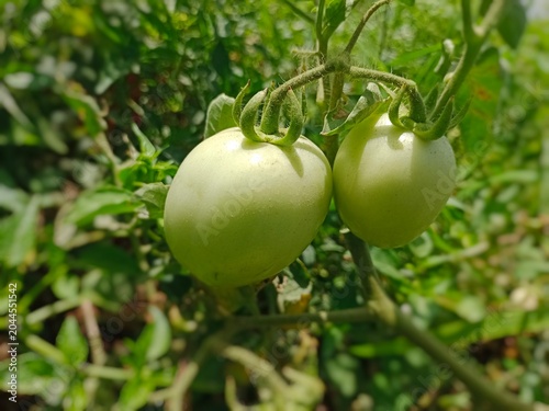 Raw Unripe Bunch of Green Tomatoes Growing on Branch in Vegetable Garden