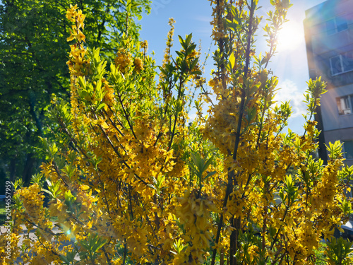 Schilderij op canvas Blooming Forsythia bush against the sky and multistory building backlit
