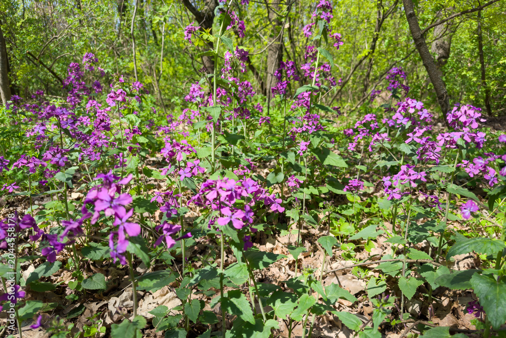 Fototapeta premium Blooming plants of Lunaria with violet flowers in spring forest