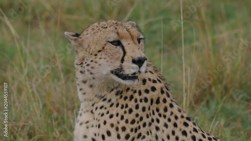 Close up of beautiful wild cheetah sitting in the african savanna and looking around its natural habitat