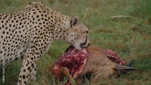 Solitary cheetah eating a freshly killed antelope on the green grass of the african savanna