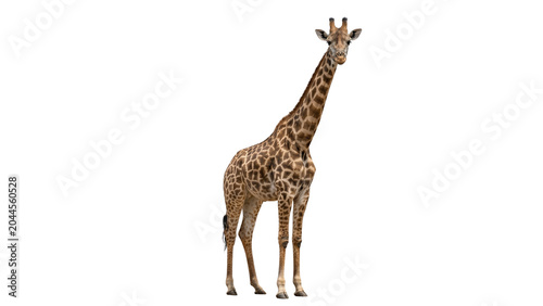 Photography giraffe standing on transparent background animal wildlife