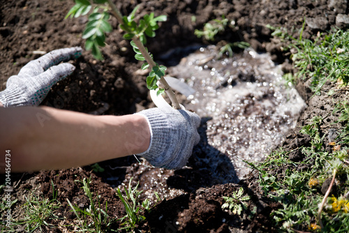 Foto A gardener in protective gloves places a new seedling into wet muddy soil on a sunny day
