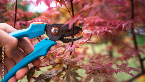 Konstfotografi Pruning a red Japanese maple tree branch with blue garden pruner shears in autum