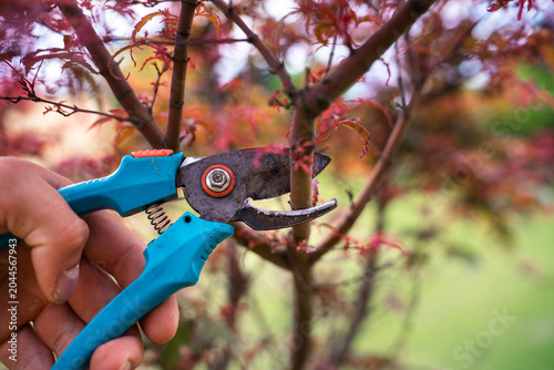 Foto Close up of a gardener cutting a japanese maple tree branch with blue bypass gar