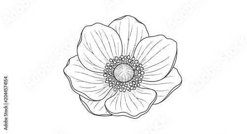 Bild auf Leinwand Line drawing of an anemone flower on a black background