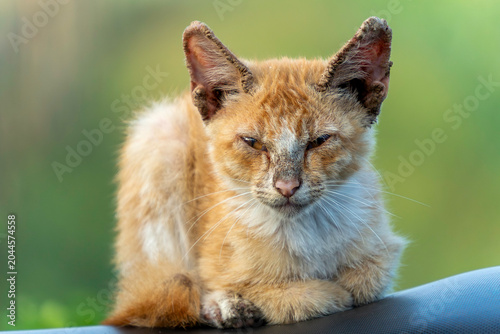 Fotografia Close up of a stray orange cat with severe scabies skin disease on its ears sitting outdoors