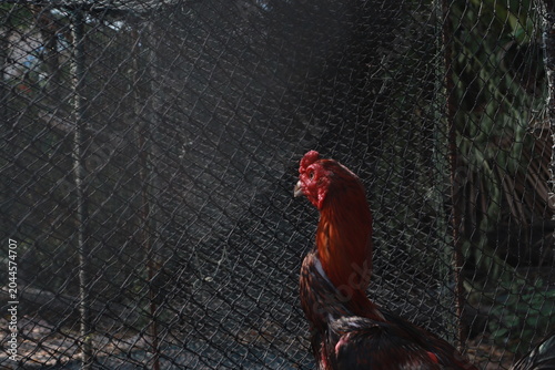 Cuadro en lienzo Thailand's fighting cock