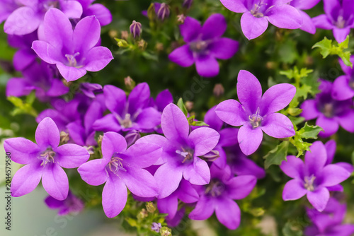 Foto Campanula portenschlagiana, the wall bellflower is a vigorous, low-growing, mound-forming perennial with deep purple flowers