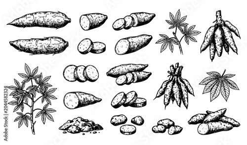 Hand Drawn Cassava Root Vector Sketch Set Fresh Tropical Plantation Harvest Isolated on White Background
