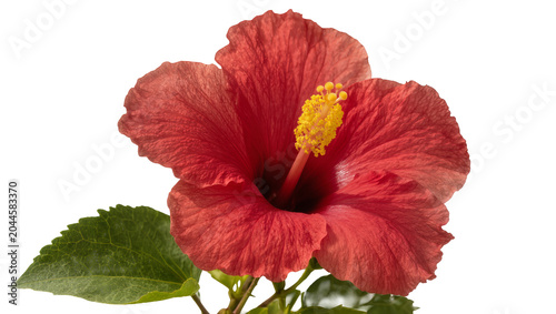Quadro su tela Red hibiscus flower with yellow stamen and green leaves