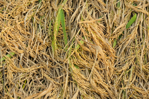 dry paddy background