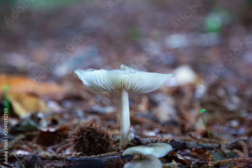 a beautiful low angle close up macro photograph of a single wild white mushroom growing on the autumn forest floor