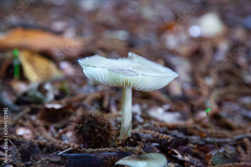 a beautiful close up macro photograph of a single wild white mushroom growing on the autumn forest floor