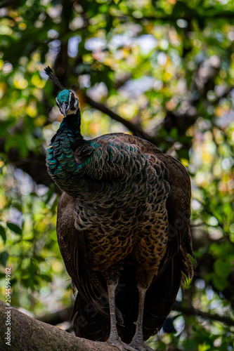 Photography Green peafowl (Pavo muticus) perched in a tree among green foliage