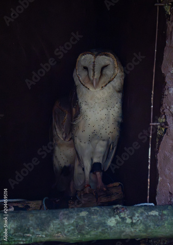 Canvastavla Barn owl (Tyto alba) roosting in the shadows of a nest box