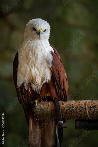 Canvas Print Brahminy kite (Haliastur indus) raptor perched and looking at the camera