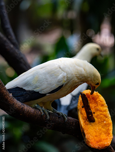 Canvas Print Pied imperial pigeons (Ducula bicolor) feeding on fresh papaya fruit