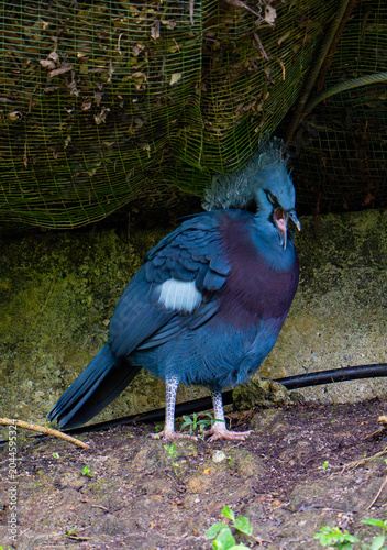 Canvas Print Victoria crowned pigeon (Goura victoria) standing on the ground in an aviary