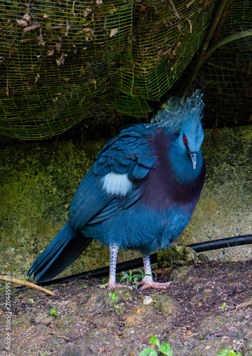 Canvas Print Victoria crowned pigeon (Goura victoria) with lacy blue crest