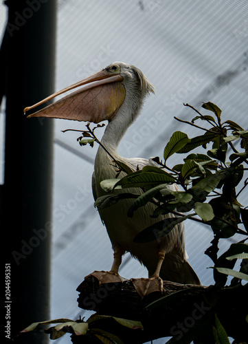 Canvas Print Great white pelican (Pelecanus onocrotalus) perched among foliage