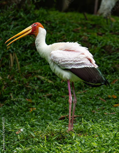 Photography Wading stork (Mycteria) with yellow bill standing on a green lawn
