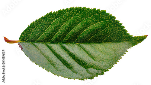 Green serrated leaf with prominent veins and red stem
