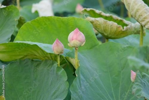 pink lotus flower
