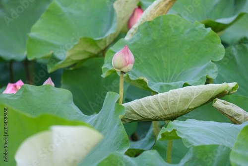 white rose bud