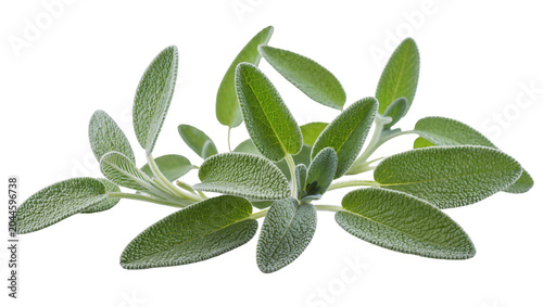 Konstfotografi Fresh sage herb leaves with textured surface