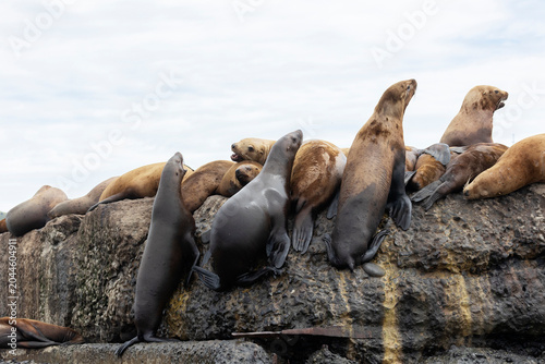 Photography Steller sea lion's rookery. Nevelsk, Sahalinskaya Oblast, Russia