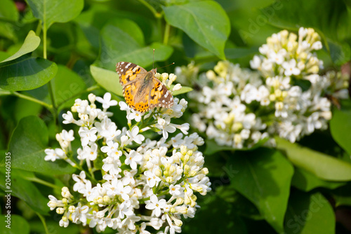 A Vanessa cardui butterfly perched on a blooming lilac. Close-up.