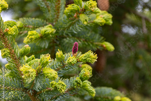 Fir branch with cones close up