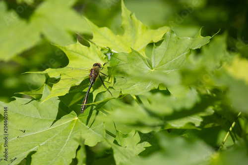 A dragonfly sits on green maple leaves