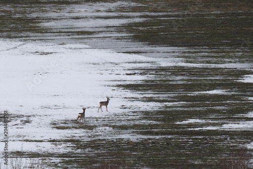 A herd of roe deer on the edge of a forest in winter