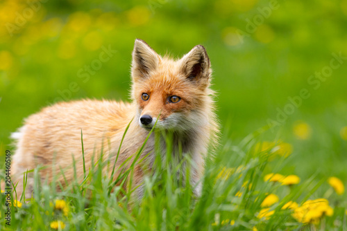 Red fox walks on green grass close up