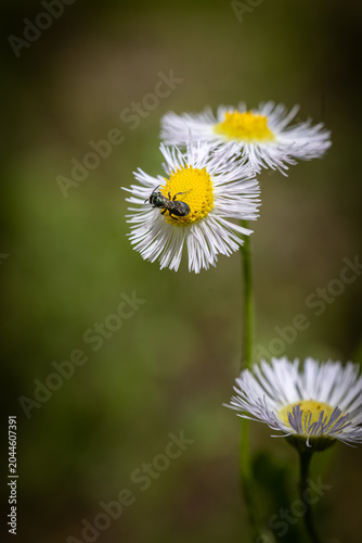 Bee on flower 