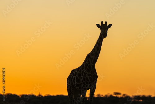 Canvas Print Giraffe in sunset, Namibia