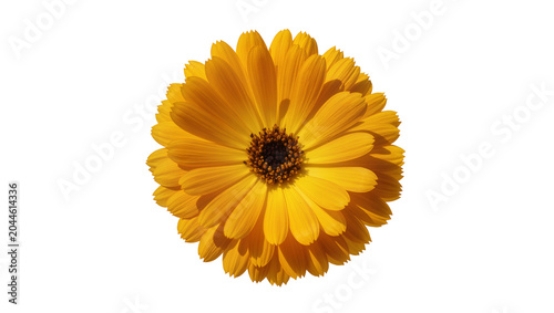 Foto Bright orange calendula flower with dark center