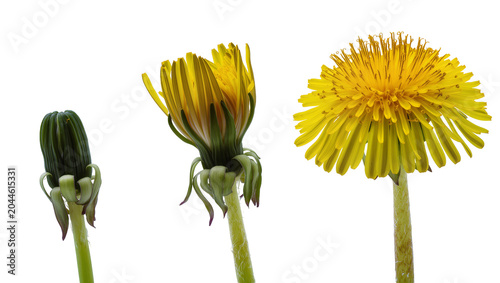 Quadro su tela Dandelion flower stages bud opening bloom, full bloom