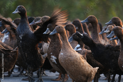 group of ducks