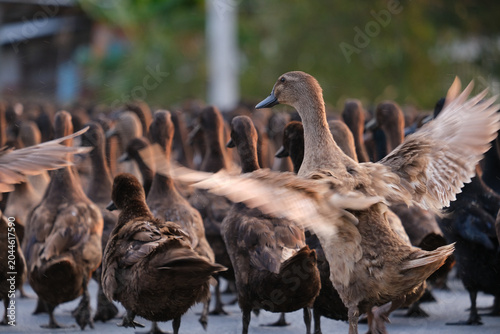 flock of duck
