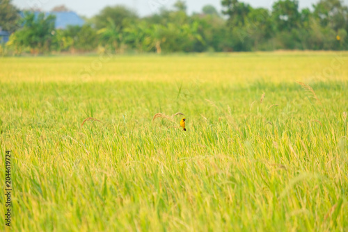 field of wheat