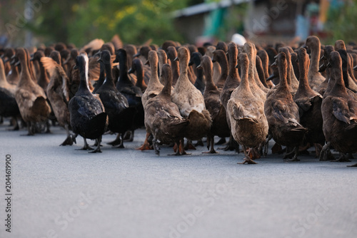 Canvas Print group of wild animals