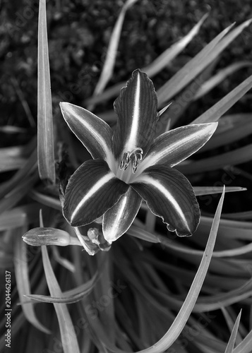 Vertical black and white image hemerocallis ahoya flower.
