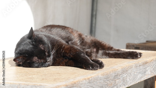 かわいい野良猫