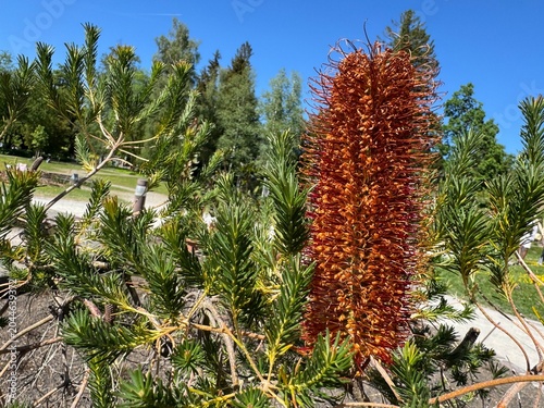 The heath-leaved banksia (Banksia ericifolia), Lantern banksia, die Banksien, Erikenblättrige Banksie, Banksia à feuilles de bruyère - Botanical Garden of the University of Zurich, Switzerland